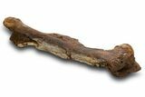 Fossil Hadrosaur (Edmontosaurus) Femur - Wyoming #379439-6